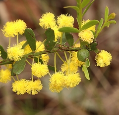 Acacia acinacea