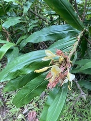 Hedychium flavescens