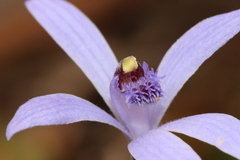 Pheladenia deformis