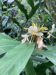 Hedychium flavescens