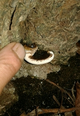 Ganoderma applanatum