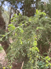 Acacia paradoxa