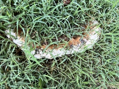 Pseudoinonotus dryadeus