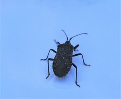 Anasa tristis