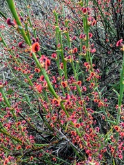 Daviesia brevifolia