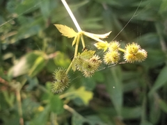 Sanicula canadensis