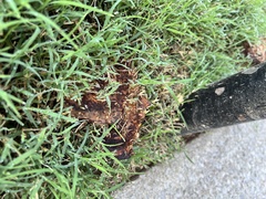 Pseudoinonotus dryadeus