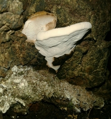Ganoderma applanatum