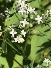 Galium boreale