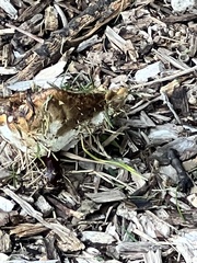 Pseudoinonotus dryadeus