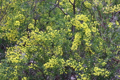 Acacia acinacea