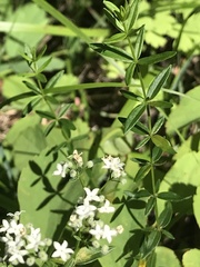 Galium boreale