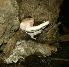 Ganoderma applanatum