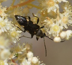 Toxoleptura vexatrix