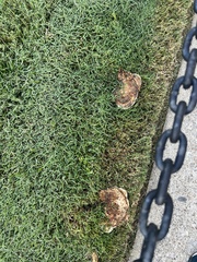 Pseudoinonotus dryadeus