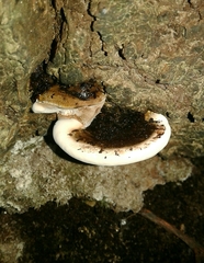 Ganoderma applanatum