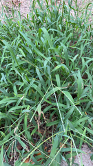 Digitaria sanguinalis