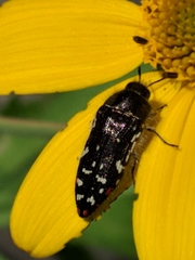 Acmaeodera rubronotata