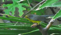 Cardellina canadensis