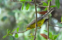Cardellina canadensis