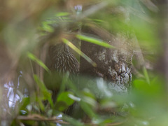 Lepidocolaptes lacrymiger