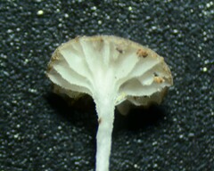 Pseudohydropus