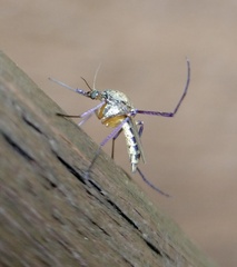 Psorophora cyanescens