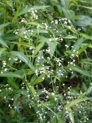 Galium mollugo