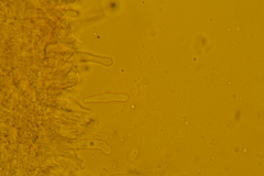 Pseudohydropus