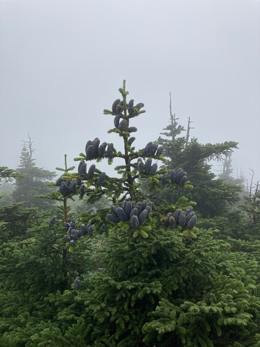 Abies mariesii, photographed by an iNaturalist contributor