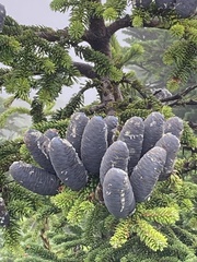 Abies mariesii
