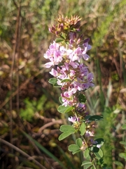 Lespedeza stuevei