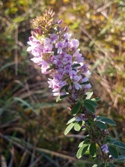 Lespedeza stuevei