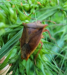 Euschistus ictericus