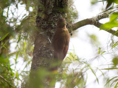 Lepidocolaptes lacrymiger