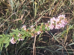 Lespedeza stuevei