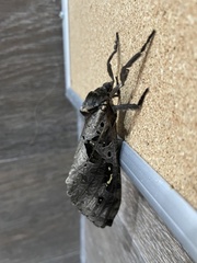 Phassus zapalinamensis