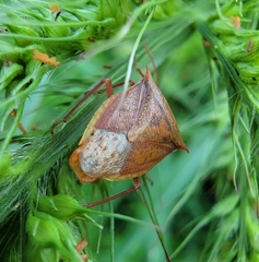 Euschistus ictericus