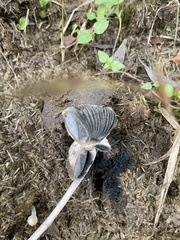 Panaeolus papilionaceus