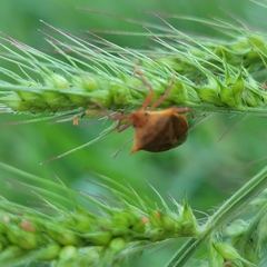 Euschistus ictericus