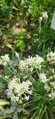 Megachilidae