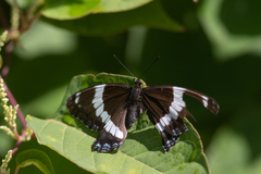 Limenitis arthemis arthemis