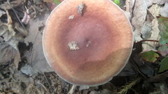 Lactarius fragilis