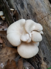 Pleurotus pulmonarius