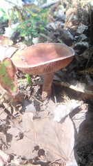 Lactarius fragilis