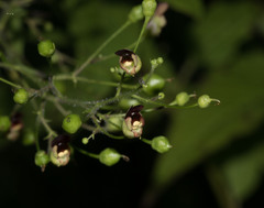 Scrophularia marilandica