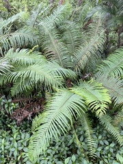 Blechnum orientale