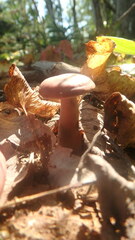 Lactarius fragilis