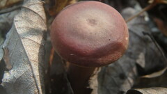 Lactarius fragilis