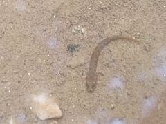 Actinopterygii
